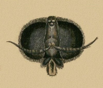 Schaeffer - Abhandlungen von Insecten h