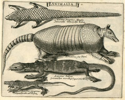Armadillo and Lizards