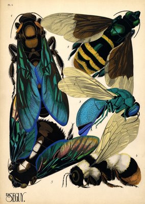 E. A. Séguy butterflies and beetles