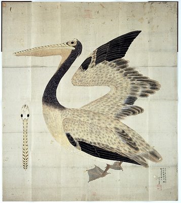 Pelican from rare Japanese book