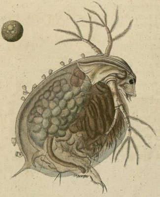 Schaeffer - Abhandlungen von Insecten l