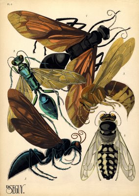 pochoir prints of insects by E. A. Séguy