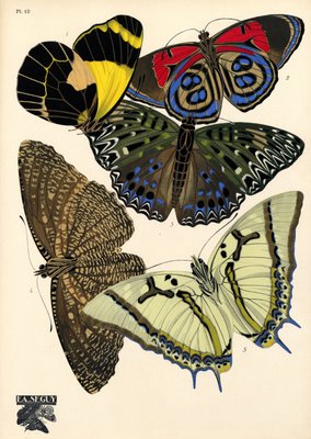 insects by E. A. Séguy