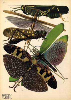 E. A. Séguy prints of insects