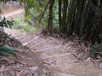 進入登山口後陡下的竹林步道。