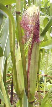 picture of corn for bugtong-filipinosongsatbp.blogspot.com