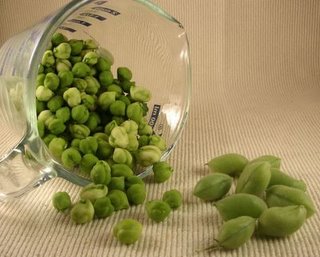 An hour later, two scant cups of fresh garbanzo beans
