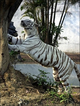 Clawing tiger, hidden manicurist