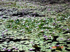 The lotus filled Phookot Lake