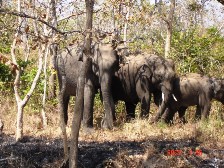 Elephant family at Waynad Sanctuary