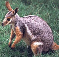 wallaby