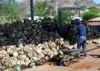 Cutting agave