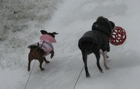 Grab the leashes, coats, red ball and these two are ready to go!