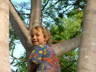 Peregrine up a tree