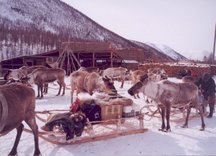 Con Siberian Safari se puede hacer de todo, incluso pasear en trineo con renos