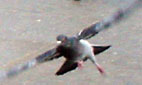 pigeon in flight