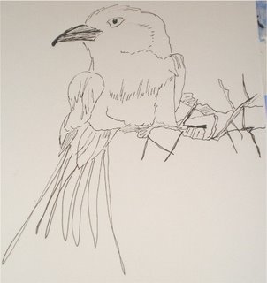 Bird 2 --- lite on the feathers