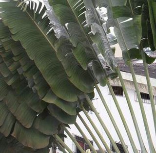 Palm Tree Near Our House