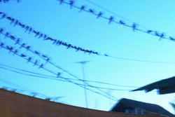 Birds on a Line in Montanita