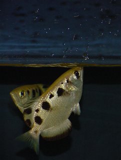 Ikan penyumpit