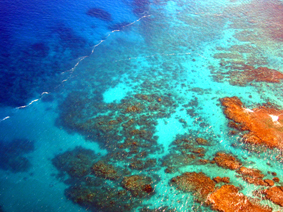 champ de corail de Sainte Marie