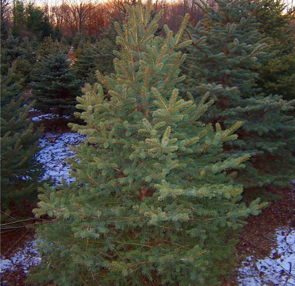 historymike on christmas trees and the importance of historymike on christmas trees and the importance of