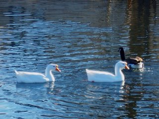 Geese swimming in the Huron River in Milford, MI