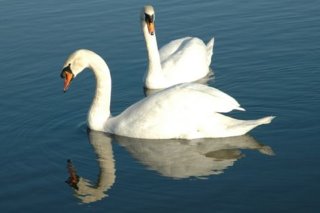 Swans swimming in Huron River in Milford, MI