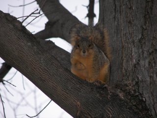 Eastern gray squirrel, Sciuridae carolinensis