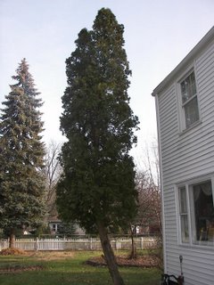 Eastern Arborvitae, also known as the Northern Whitecedar