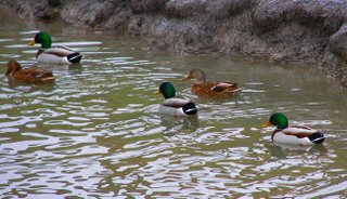 Group of ducks in Tifft Creek
