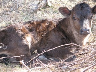 Taffy two days old