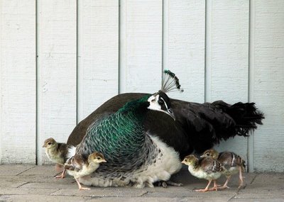 peacock and her babies