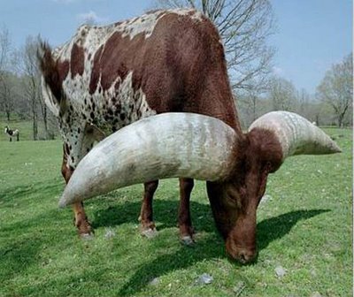 weird cow that has large horn