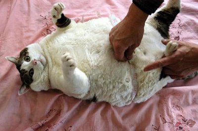 measuring cat waist