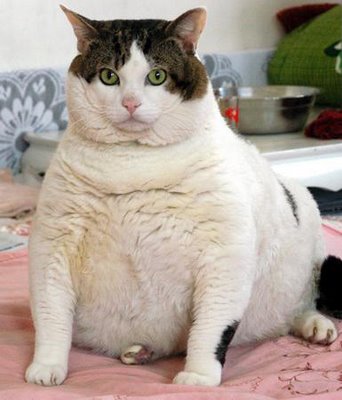 really lazy fat cat
