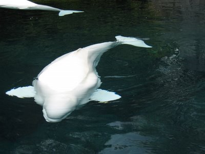 beluga swimming