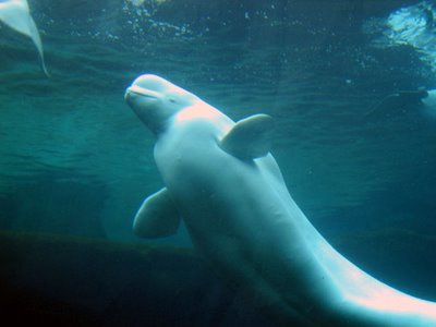 beluga the white whale