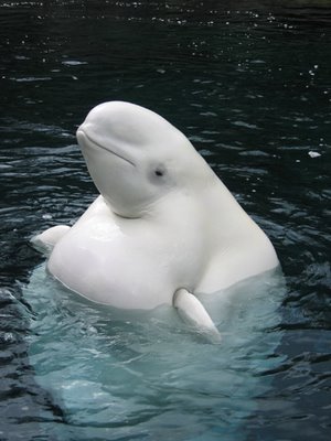 beluga in aquatic show