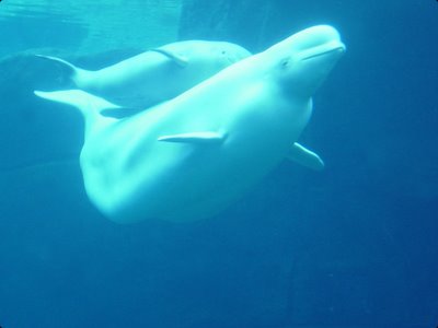 beluga whale - not albino whale