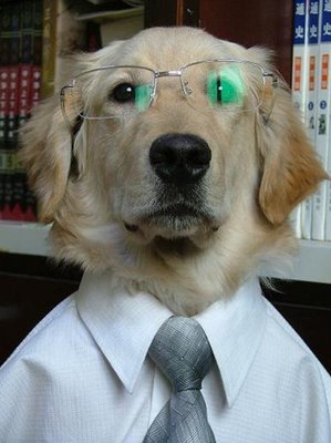 professor dog