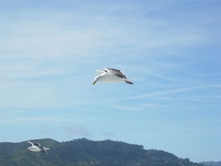 Sea gulls on the Bay cruise