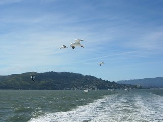 Sea gulls on the Bay cruise