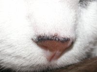 Bebe's nose