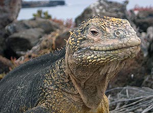 Land iguana