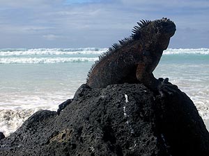 Marine iguana