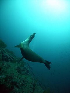 Sea-lion