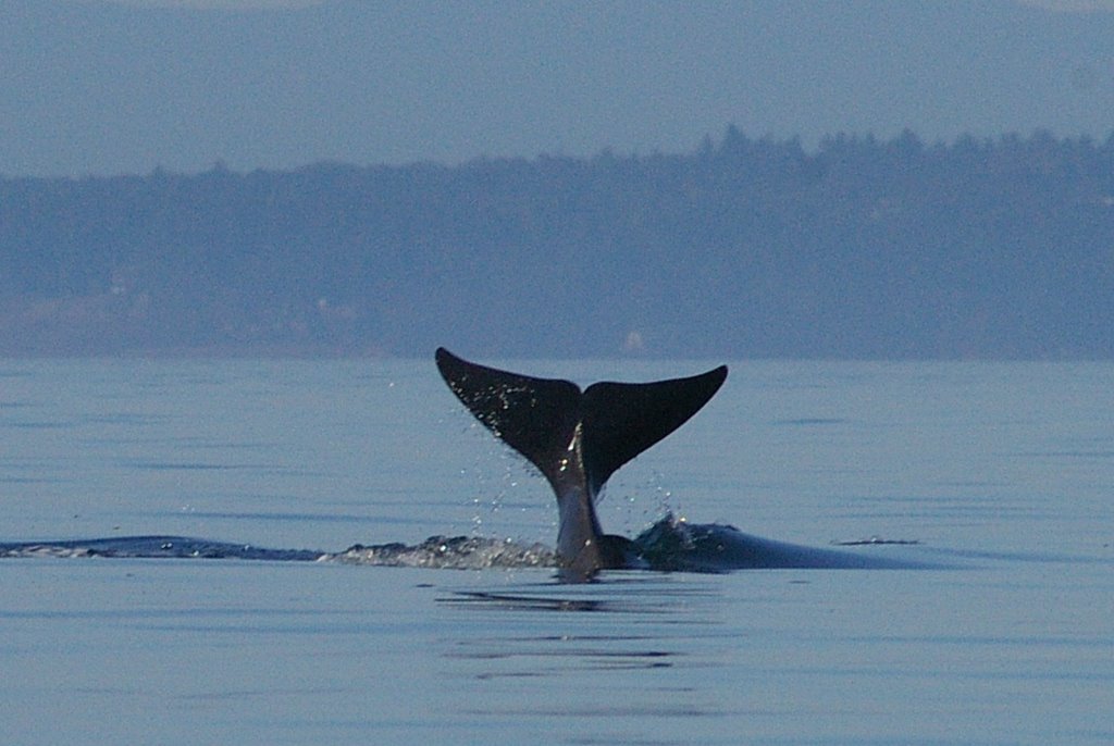 Orcinus: A killer whale Christmas