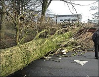 Fallen tree on the A5103