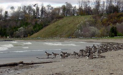 More Canada Geese
